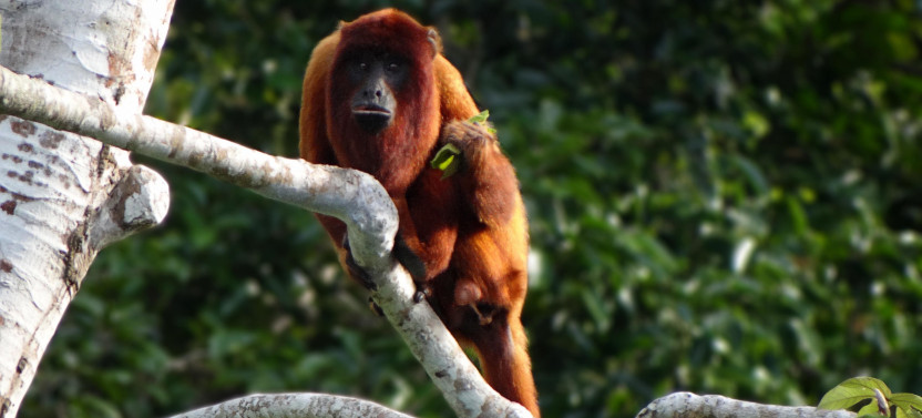 Monkey Viewing Experience