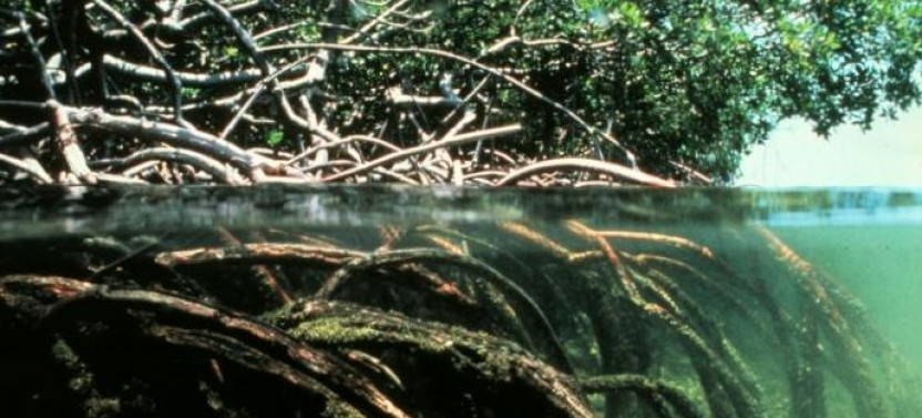Eco-Cultural Experience: Port of Spain, Maracas Beach & Caroni Wetlands