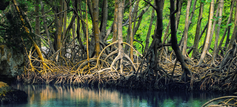 Asa Wright Nature Center and Caroni Wetlands Experience Combo Tour