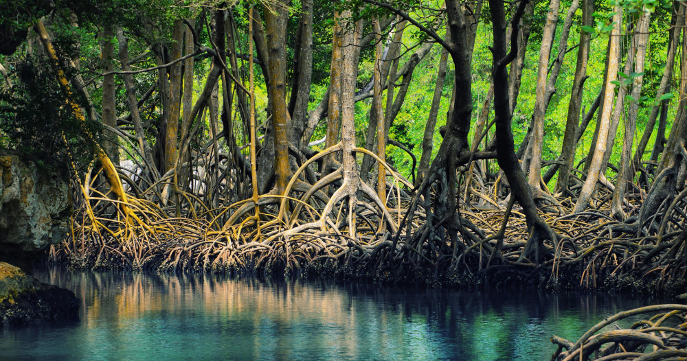 Asa Wright Nature Center and Caroni Wetlands Experience Combo Tour