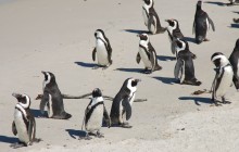 Cape Point and Penguins Day Tour from Cape Town