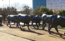 Fun Dallas Tours4