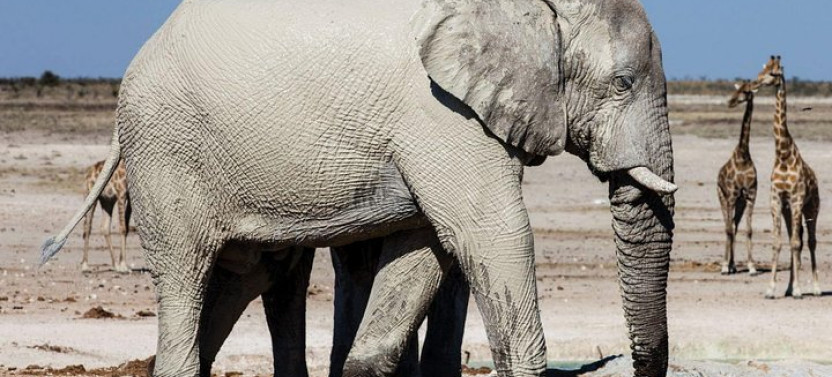 3 Day Etosha National Park Tour