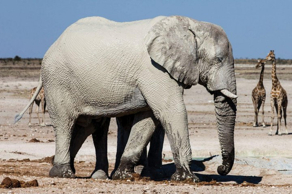 3 Day Etosha National Park Tour