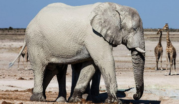 A picture of 3 Day Etosha National Park Tour
