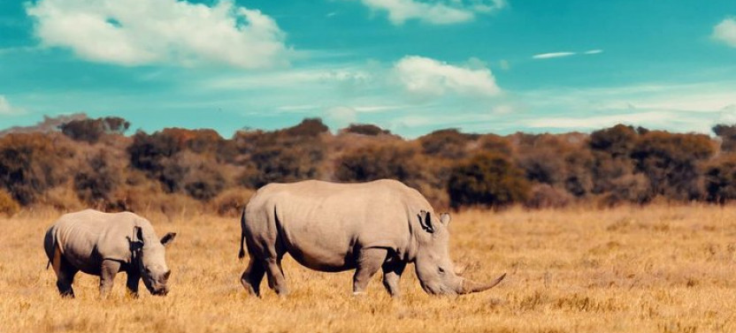 3 Day Etosha National Park Tour
