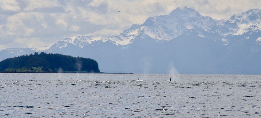 Paddle With Whales! Kayak Adventure