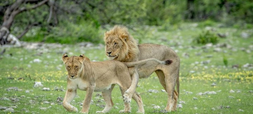 8 Day Soss, Swakop, Twyfelfontein with Etosha National Park Lodging