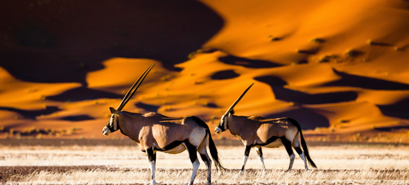 8 Day Etosha National Park, Twyfelfontein, Swakop & Sossusvlei with Lodging