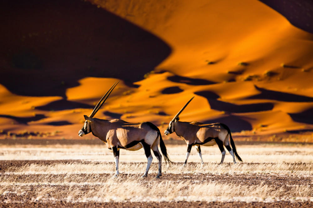 8 Day Etosha National Park, Twyfelfontein, Swakop & Sossusvlei with Lodging