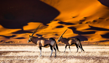 A picture of 8 Day Etosha National Park, Twyfelfontein, Swakop & Sossusvlei with Lodging