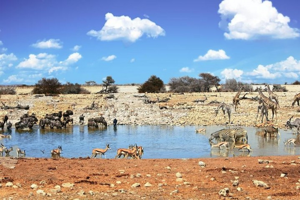 7 Day Desert adventure: Sossusvlei to Swakopmund & Etosha Lodging Tour