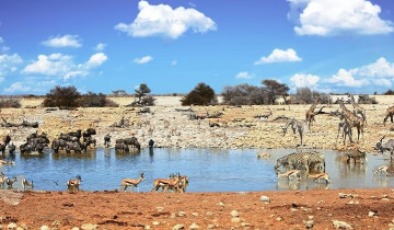 A picture of 7 Day Desert adventure: Sossusvlei to Swakopmund & Etosha Lodging Tour