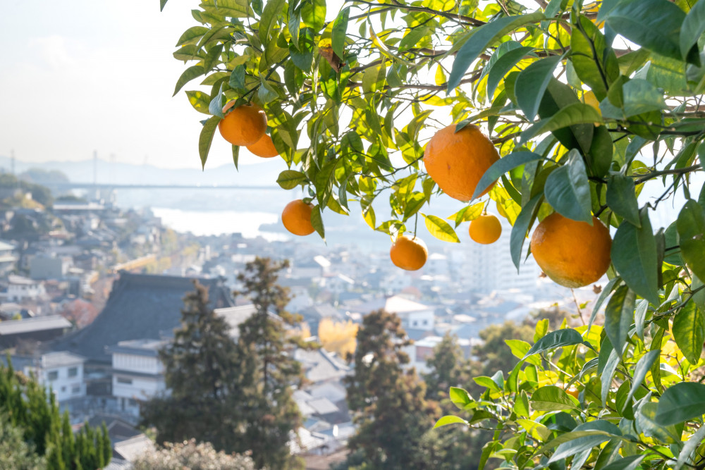 Private Onomichi Walking Tour With A Local Master Guide!