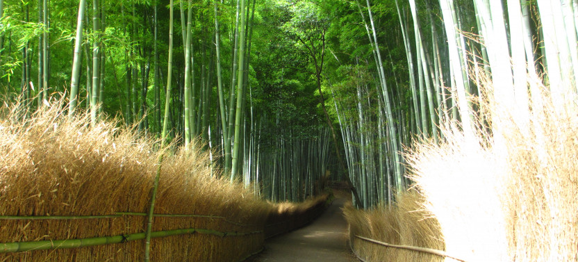 Kyoto Bus Tour : Sagano Scenic Railway & Hozu-gawa River Boat Ride(SW)