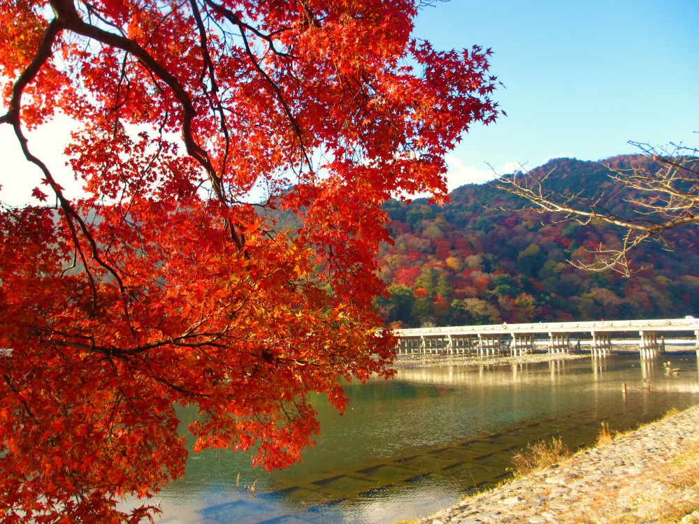 Arashiyama, Kinkakuji Temple & Fushimiinari Shrine In One Day!