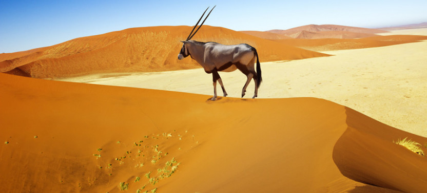 6 Day Sossusvlei, Swakopmund and Etosha National Park Tour with Lodging