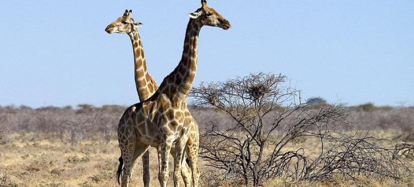 4 Day Sossusvlei, Swakopmund and Etosha National Park Camping