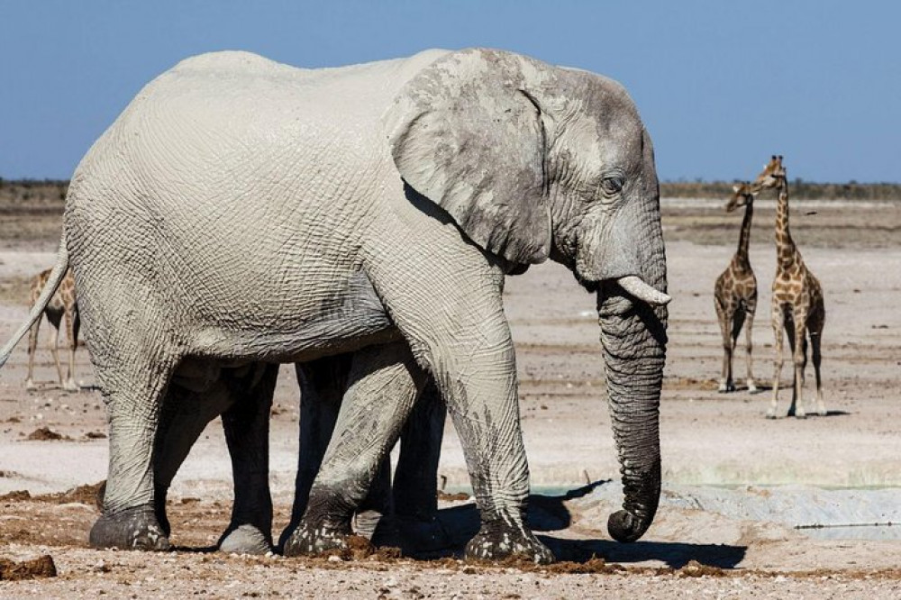 4 Day Sossusvlei, Swakopmund and Etosha National Park Camping