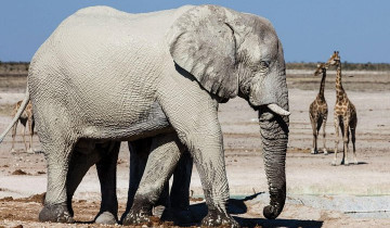 A picture of 4 Day Sossusvlei, Swakopmund and Etosha National Park Camping