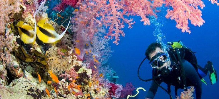 Diving & Snorkeling Day Trip