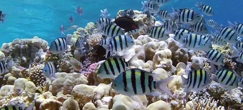 Diving & Snorkeling Day Trip