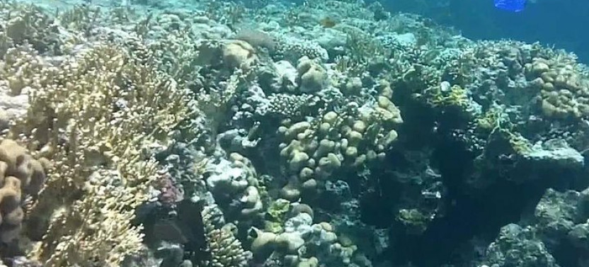 Private Ras Mohammed National Park Snorkeling Day Tour from Sharm El Sheikh