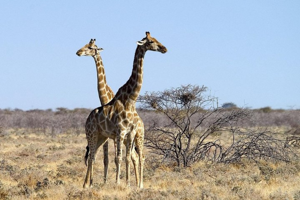 4 Day Tour Etosha National Park with Swakopmund Camping