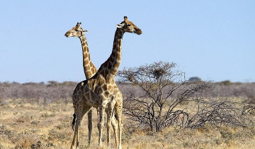 A picture of 4 Day Tour Etosha National Park with Swakopmund Camping