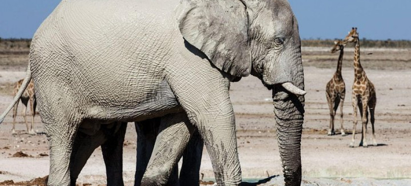 4 Day Tour Etosha National Park with Swakopmund Camping