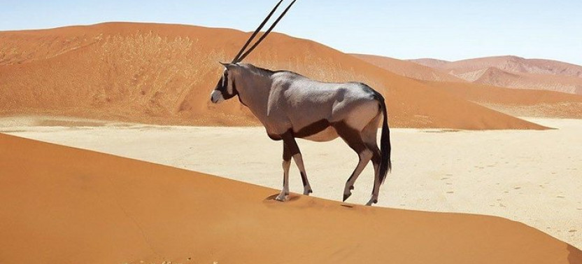 4 Day Tour of Sossusvlei and Swakopmund with Lodging