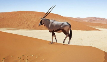 A picture of 4 Day Tour of Sossusvlei and Swakopmund with Lodging