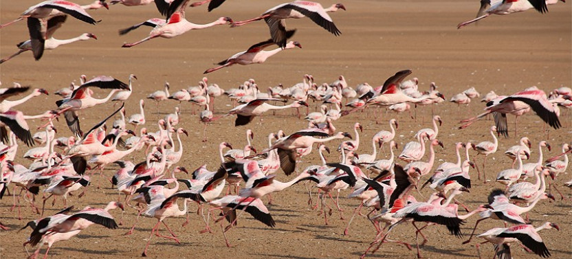 5 Day Sossusvlei, Swakopmund with Etosha National Park Lodging
