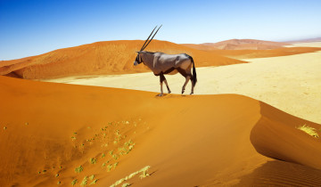 A picture of 3-Day Sossusvlei Adventure with Camping
