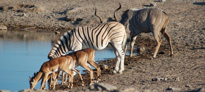 4 Day Etosha National Park and Swakopmund Lodging