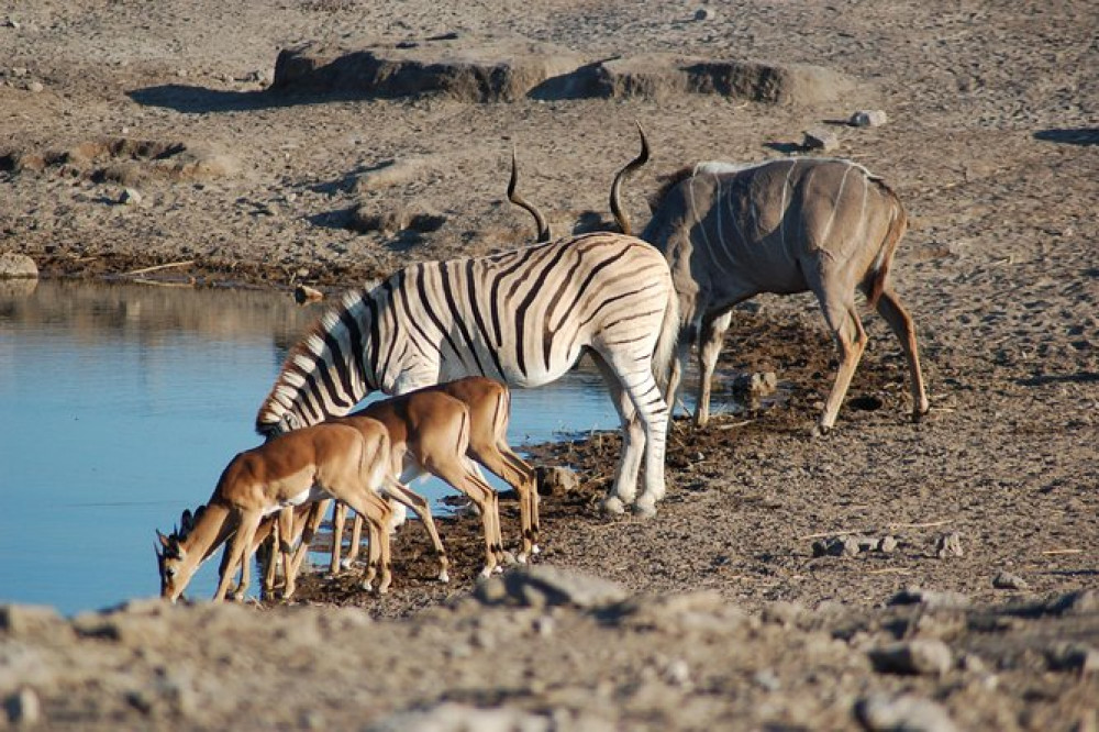 4 Day Etosha National Park and Swakopmund Lodging