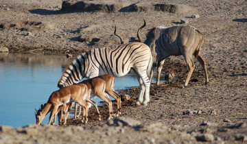 A picture of 4 Day Etosha National Park and Swakopmund Lodging