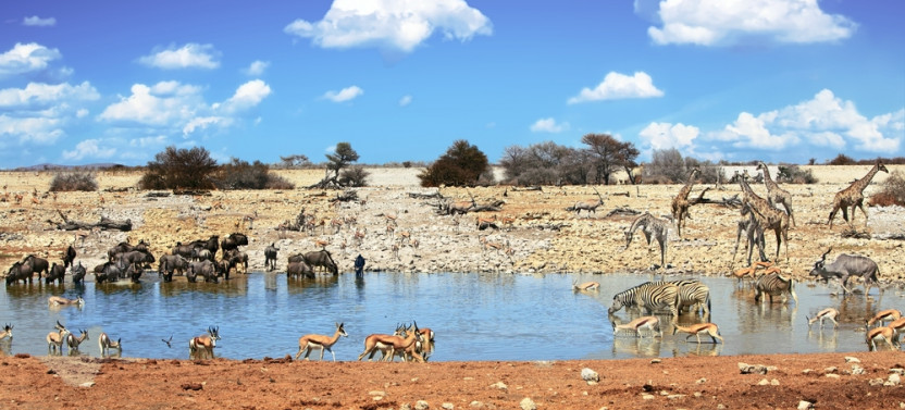 4 Day Etosha National Park and Swakopmund Lodging