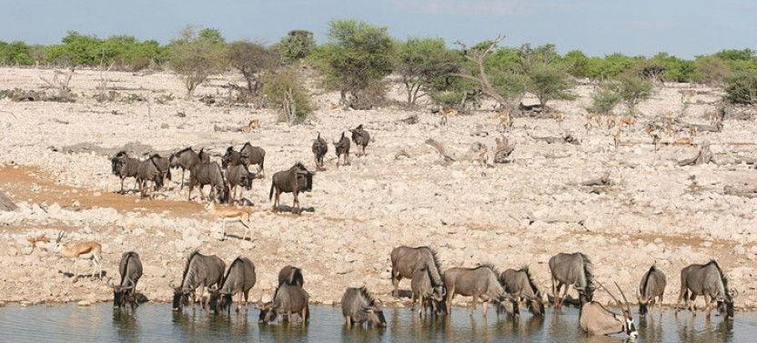 3-Day Etosha National Park Tour with Camping