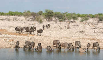 A picture of 3-Day Etosha National Park Tour with Camping
