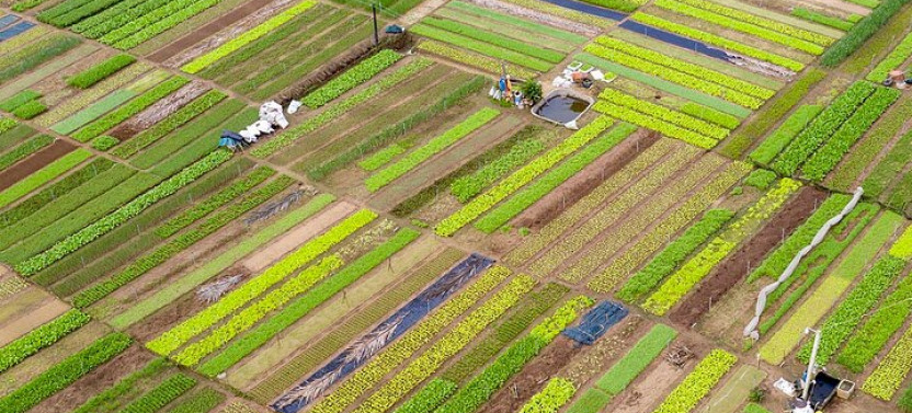 Tra Que Vegetable Village — Farming, Cooking & Local Life