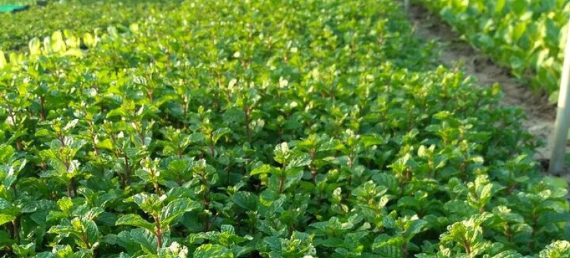 Tra Que Vegetable Village — Farming, Cooking & Local Life
