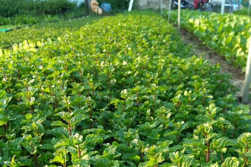 Farmer for a Day Tour in Tra Que Village