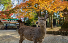 Beauty of Japan2