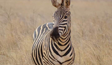 A picture of 3 Days Private Safari Tour in Tsavo East and West from Watamu