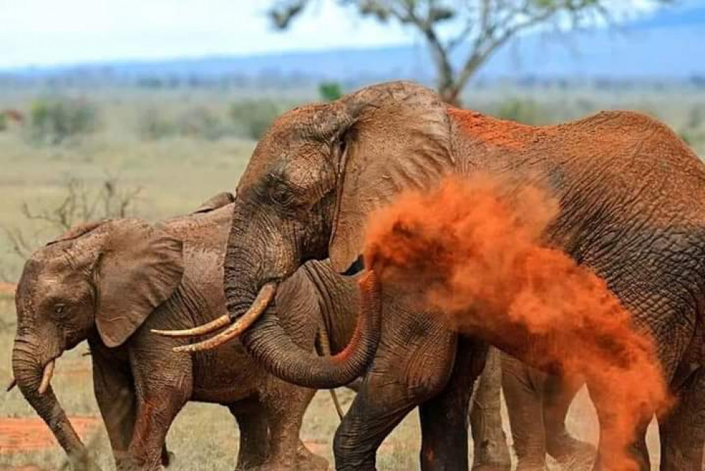 3 Days Safari Amboseli