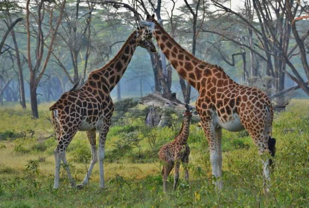 KT & Safaris