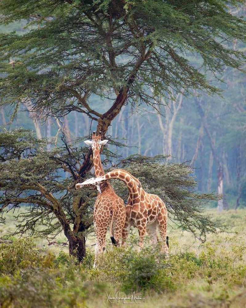 1 Day Nairobi National Park