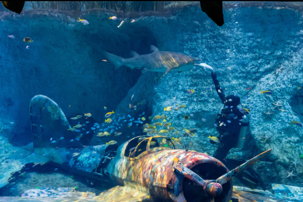 The National Aquarium Abu Dhabi