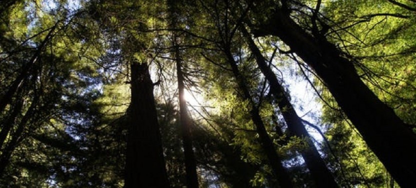 Muir Woods Tour to California’s Redwoods